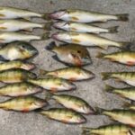 Perch fishing in Minnesota 6-25-10